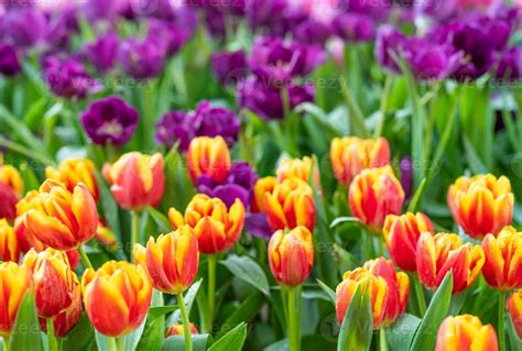 Red and purple tulips 15137398 Stock Photo at Vecteezy