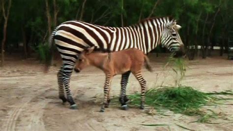 Raw: Rare Baby Zonkey Born in Mexico Zoo – NBC 6 South Florida