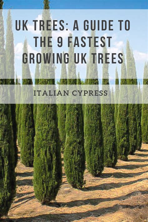 A guide to uk s fastest growing trees – Artofit