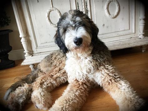 36 best Bernedoodle Haircuts images on Pinterest | Animales, Beautiful ...