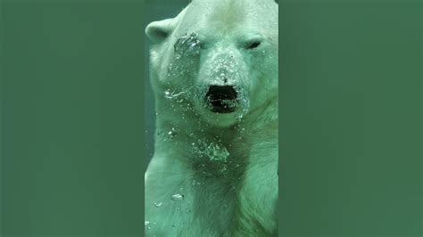 Arctic Facts. Why do Polar bears have black skin? #polarbears - YouTube