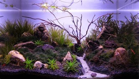 Image result for black sand aquarium | Aquascape, Aquarium, Custom aquarium