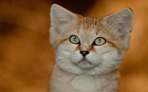 Download Animal Sand Cat HD Wallpaper