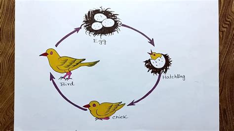 Bird Life Cycle