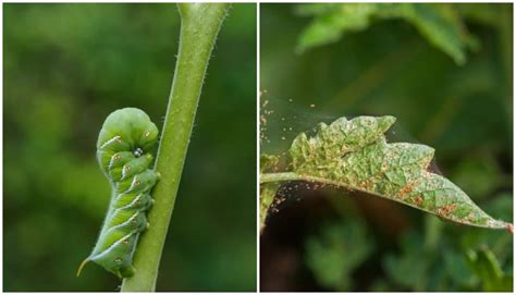 10 Tomato Pests That Will Destroy Your Tomato Plants - Tomato Bible