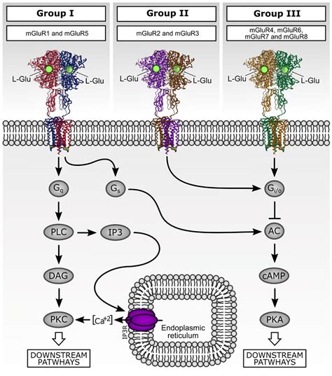 Downstream signaling pathways activated by metabotropic glutamate ...