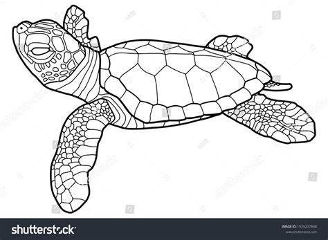 10,224 Small Sea Turtle Images, Stock Photos & Vectors | Shutterstock