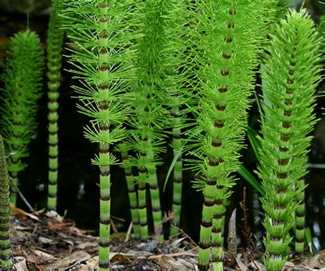 Horsetail tea benefits