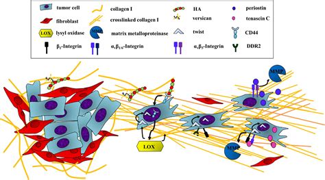 Frontiers | Targeting ECM Disrupts Cancer Progression