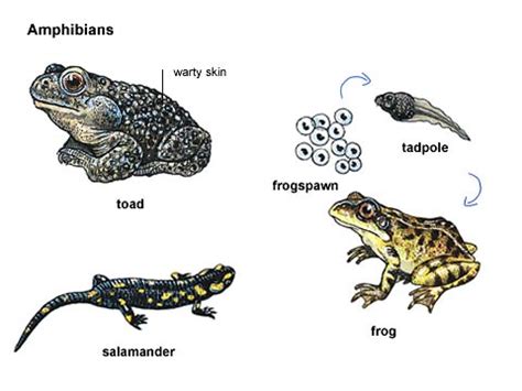 Amphibious adaptations - Overall Science