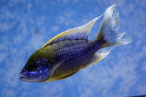 purple peacock cichlid (Care guide and Species Information)