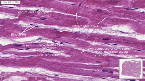 Cardiac Muscle Histology