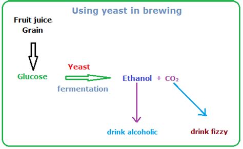 Yeast Fermentation Equation