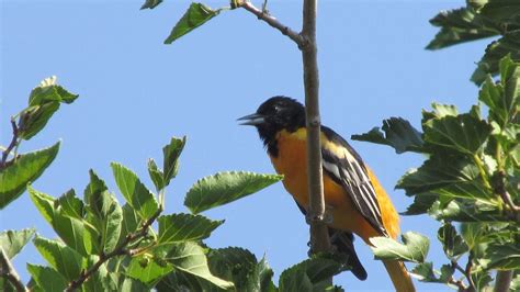 What Does a Baltimore Oriole Song Sound Like? - Birds and Blooms