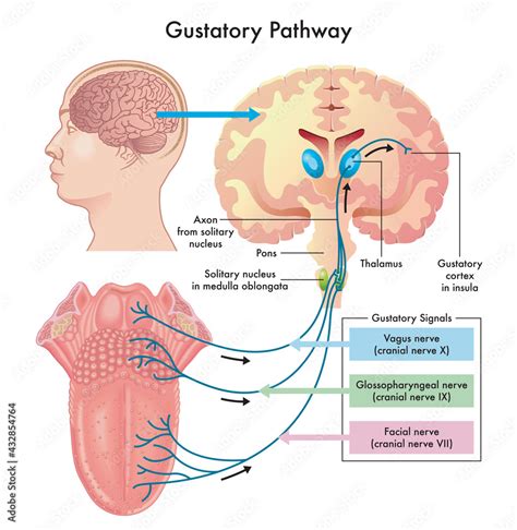 Diagram of the gustatory pathway, with annotations. Stock Illustration | Adobe Stock