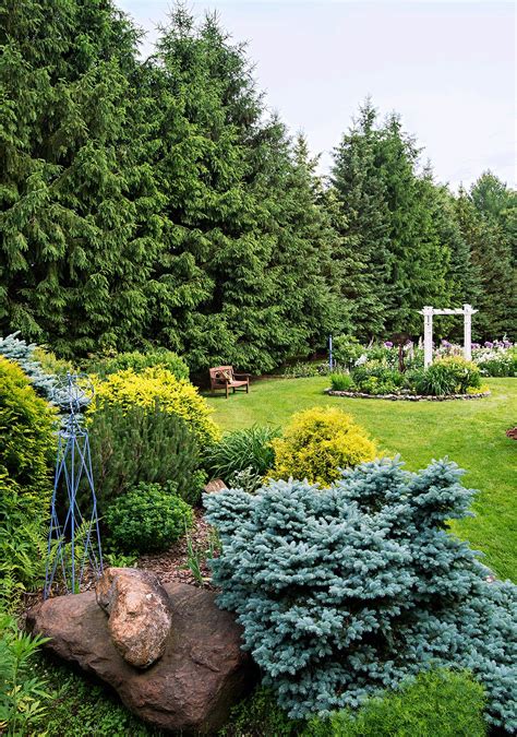 25 Best Evergreen Trees for Privacy and Year-Round Greenery | Evergreen landscape, Evergreen ...