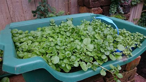 Growing Watercress in potting bin works wonderfully, but anything that holds water will do the ...