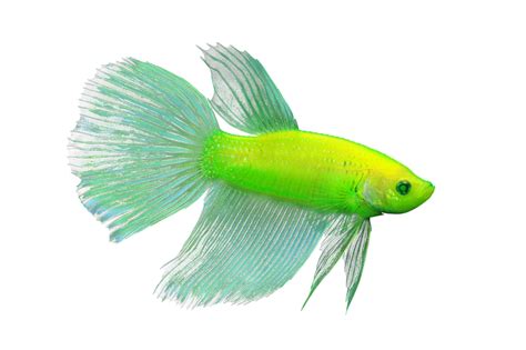 Green GloFish Betta | Pet Age