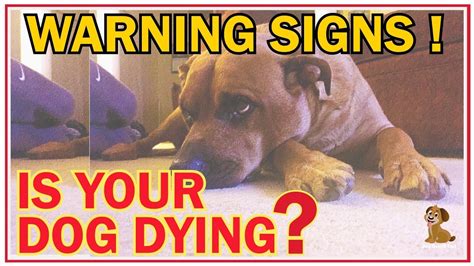 12 Signs and Symptoms That a Dog Is Dying 2019 - YouTube