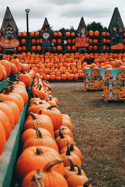 The Great Pumpkin Farm - The February Fox | Fall pictures, Fall ...