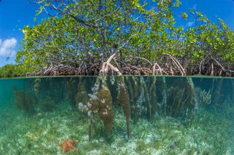 What the hell is a mangrove? A scientist explains | Metro News