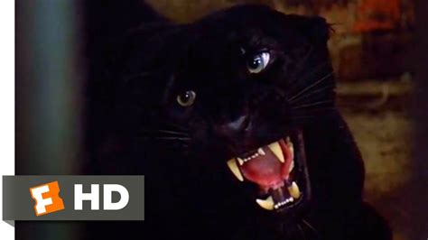 Cat People (1982) - Vicious Leopard Scene (3/10) | Movieclips - YouTube