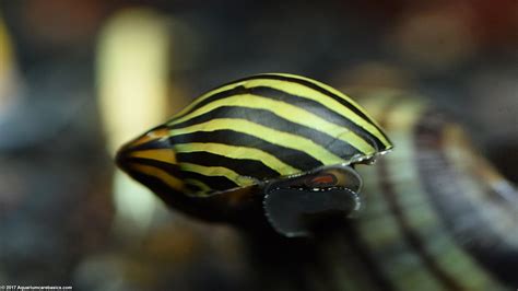 Nerite Snails: Algae Eating, Care, Lifespan, Eggs - Video