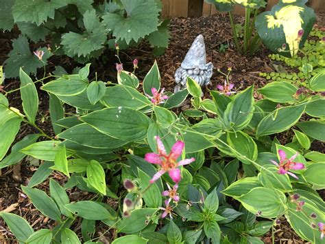 Toad lilies! | Garden, Plants, Lily