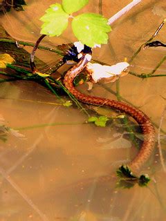 Baby-Water-Snake_dirty-water__IMG_3241_cr | Baby Water Snake… | Flickr