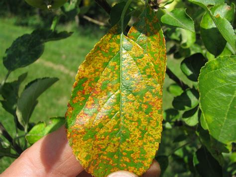 Identify and Treat Cedar Apple Rust on Fruit Trees — The Giving Grove