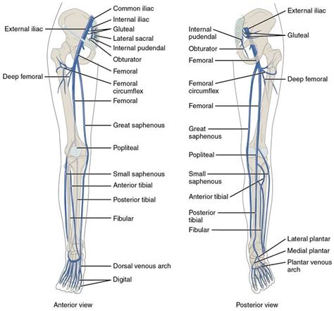 The left panel shows the anterior view of veins in the legs, and the right panel shows the ...