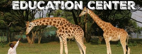 Activities to do at Entebbe Zoo | Uganda Wildlife Education Centre