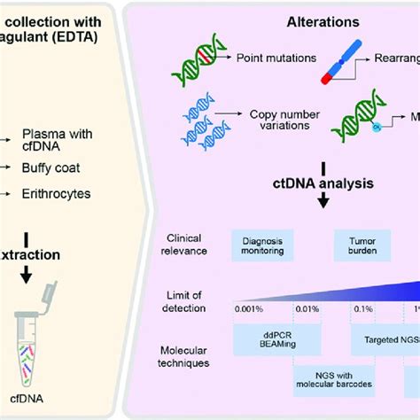 Schematic representation of ctDNA analysis. Plasma is processed for... | Download Scientific Diagram