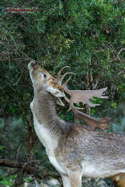 17 Best images about WILD SARDINIA :flowers, fruits, orchids and ...