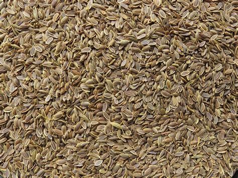 Dried Dill Seed | Whole Dill Seed | Troyer's Spices