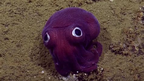 Researchers Discover A Purple Sea Creature Party