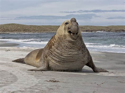 L’éléphant de mer du Sud fait partie des plus gros animaux du monde. | Éléphant de mer, Animaux ...