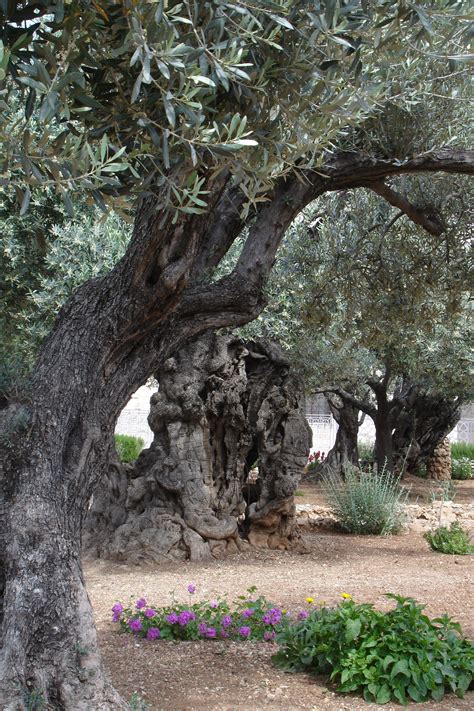 Olive Tree Jerusalem