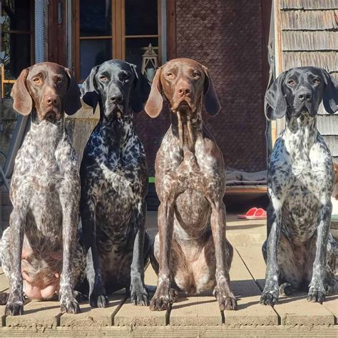 German Shorthaired Pointer Colors – What Is A Roan German Shorthaired Pointer Color Gsp Dogs ...