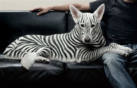 BLACK AND WHITE | Unusual dog breeds, Expensive dogs, Animals