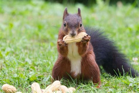 What Can You Feed Squirrels In Your Backyard? 10 Safe Options!