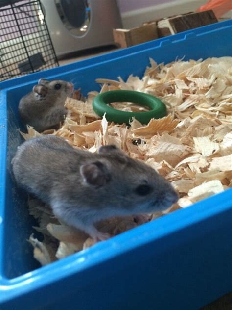 2 x Female Chinese Dwarf Hamsters with cage and all set up | in ...