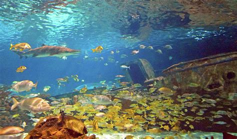 Gatlinburg Aquarium Photograph by Robert Tubesing - Pixels