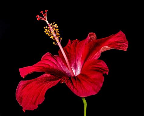 What's So Special About the Hibiscus Flower? - PlantSnap