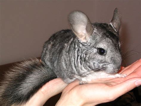 Chinchilla - Simple English Wikipedia, the free encyclopedia