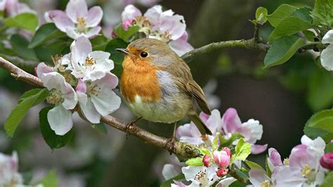 Robin on a flowering branch wallpapers and images - wallpapers ...