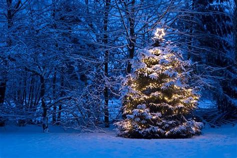 217,321 Snowy Trees At Night Stock Photos, Pictures & Royalty-Free ...