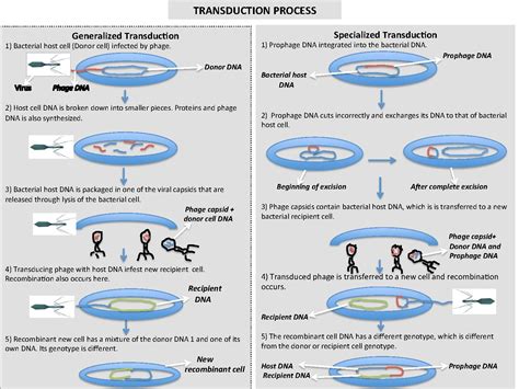 Difference Between Transfection and Transduction | Definition, Mechanism, Types and Differences