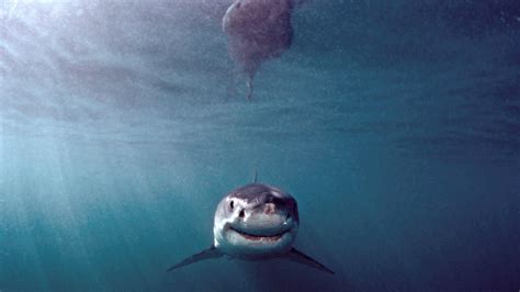 Sharing the Sea with Sharks | The New Yorker