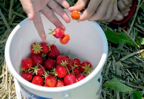 Get your strawberries before they’re gone | Forsythe Family Farms